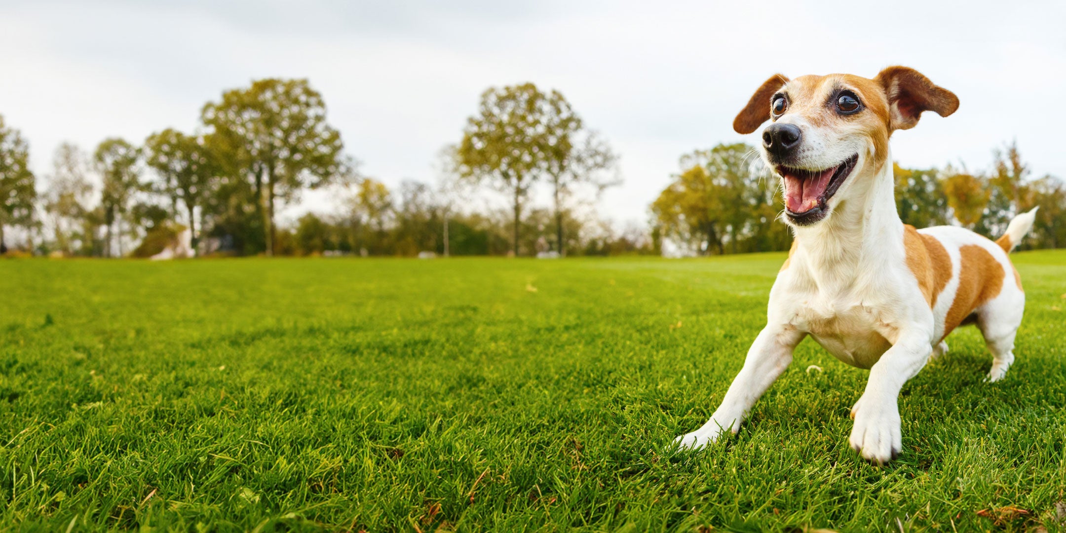 Excited Jack Russel waiting for a ball to be thrown in a big open field