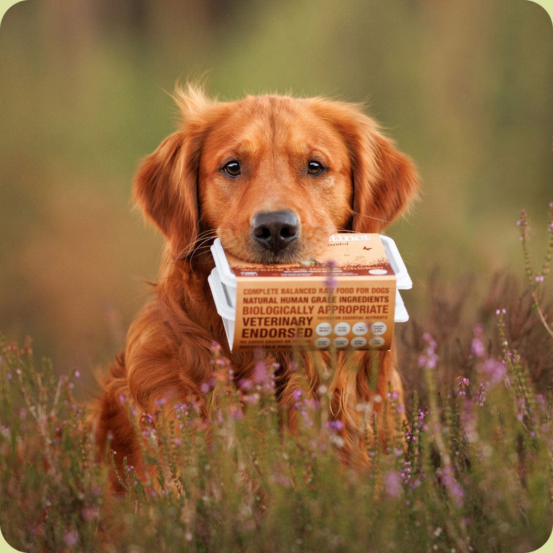 Rusty orange coloured golden retriever sitting in a field holding a tub of Natural Instinct Working Dog Chicken in its mouth.