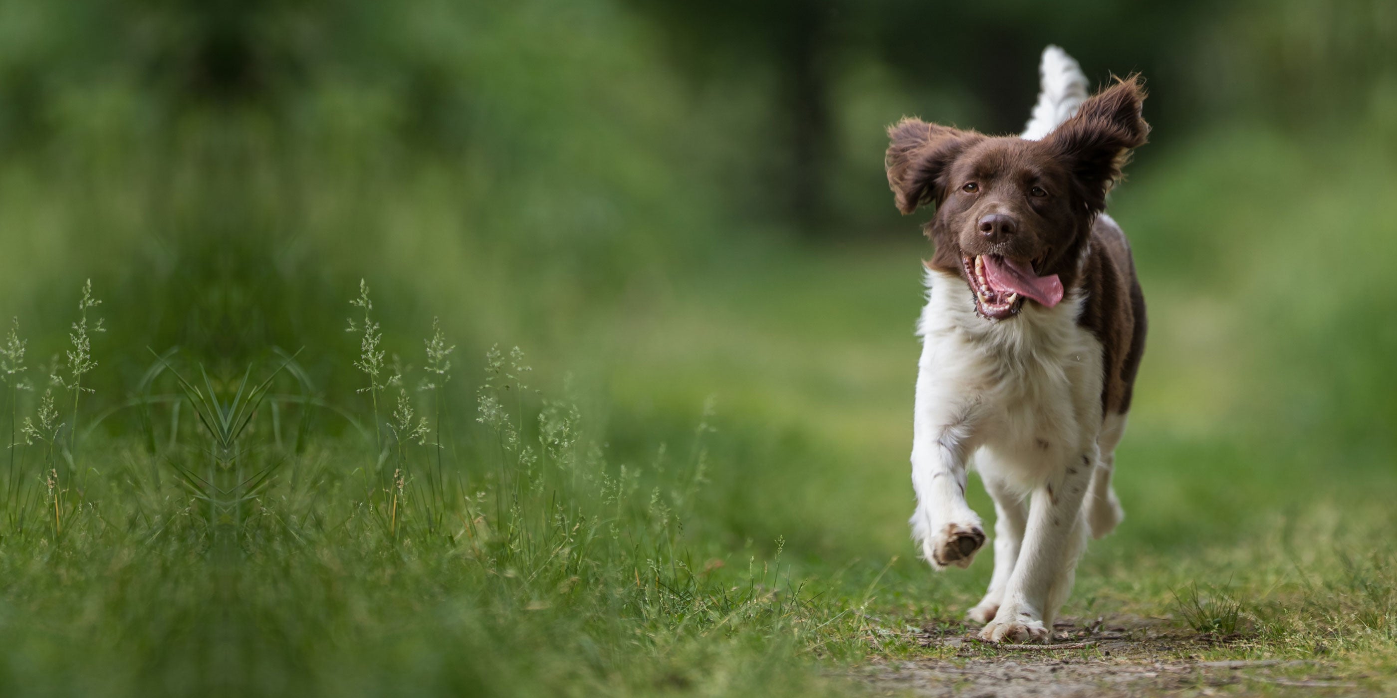 Happy brown and white dog running down a path through the woods with its tongue out and ears swinging