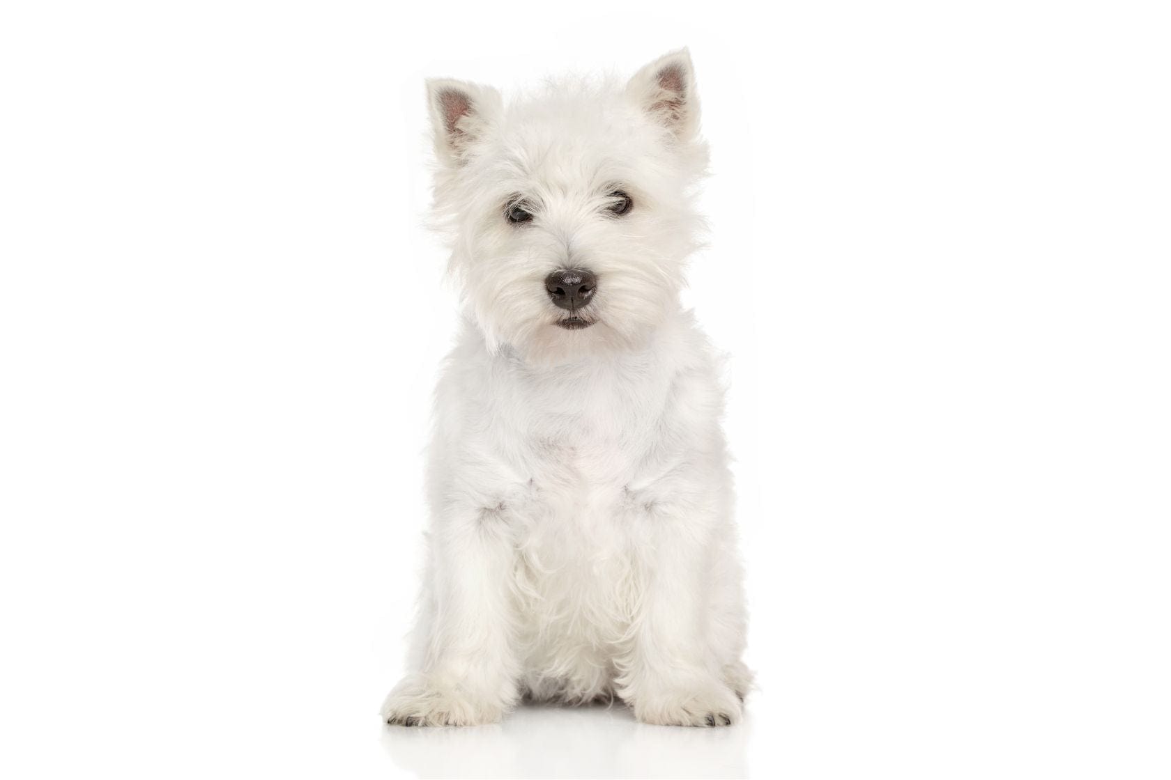 White West Highland Terrier dog looking at camera one white background