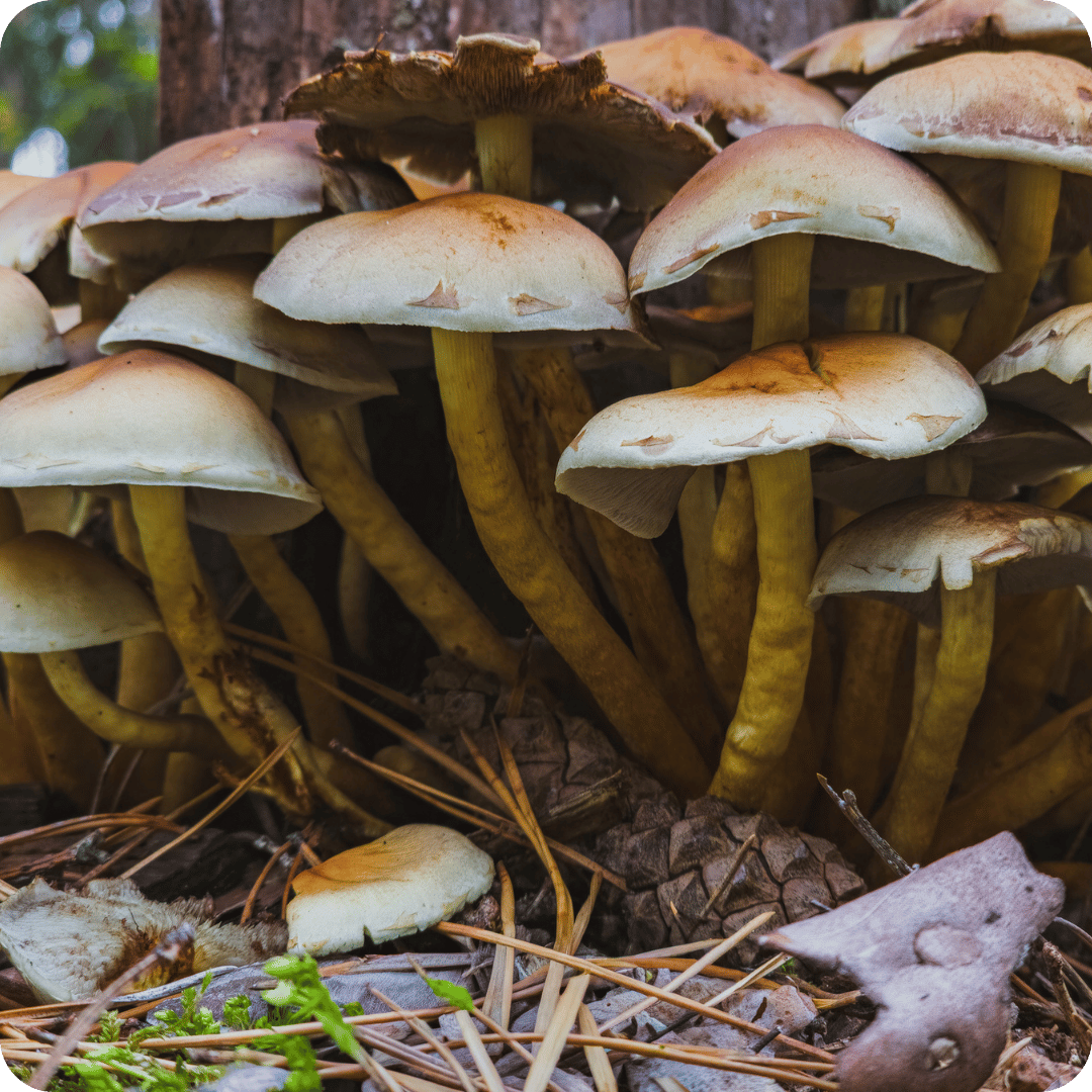 A cluster of large mushrooms growing in a forest setting, with tan to cream caps and yellowish stems among pine needles and wood.
