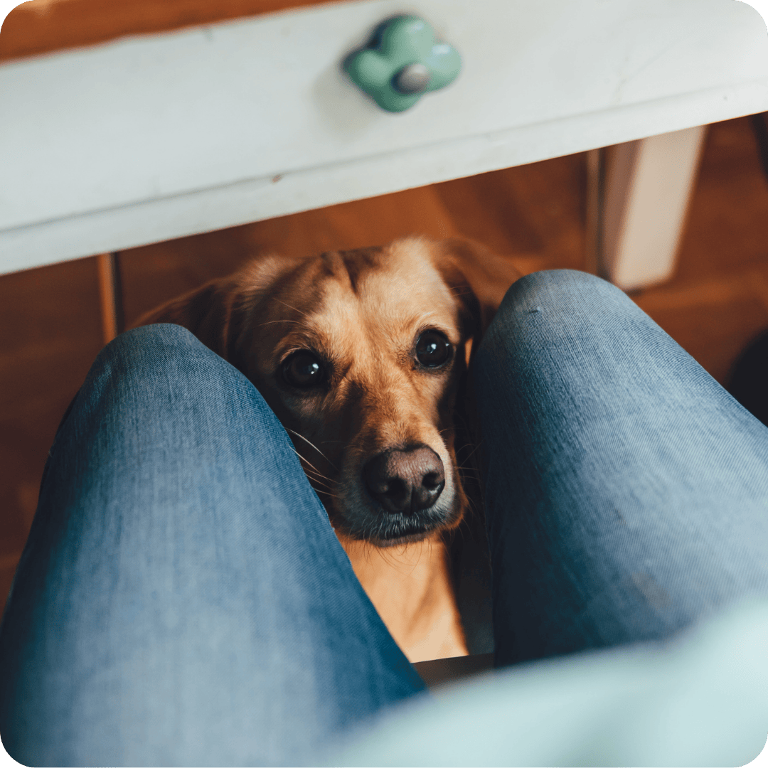 Dog sat under table staring up at owner 