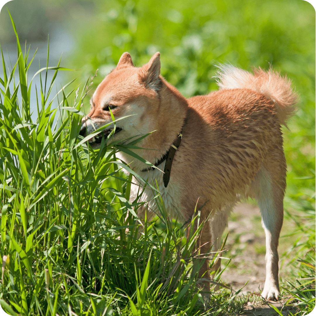 Dog with face in grass trying to eat it