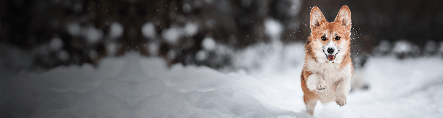 Corgi dog running in the snow with a blurred forest background