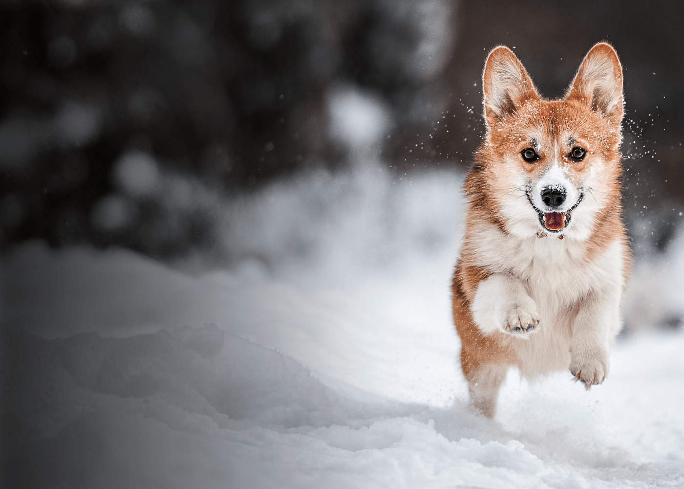 Corgi running in the snow with a blurred background