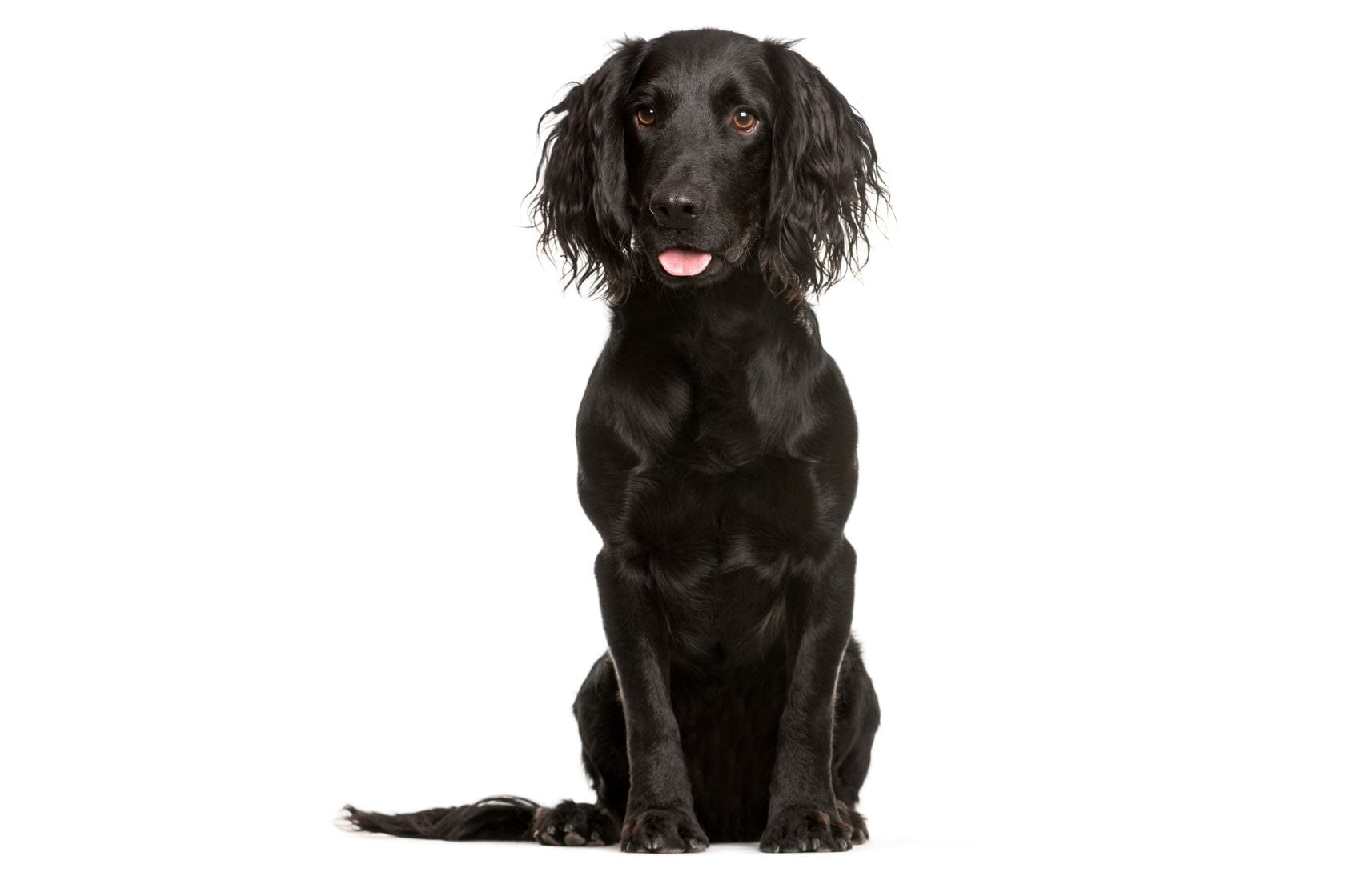 Black Working Cocker spaniel on a white background