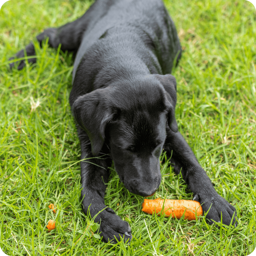 Black Labrador puppy lying on the grass earing a raw carrot