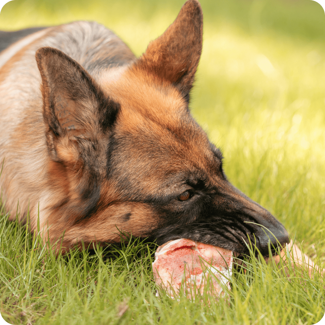 Dog chewing on a bone in the grass