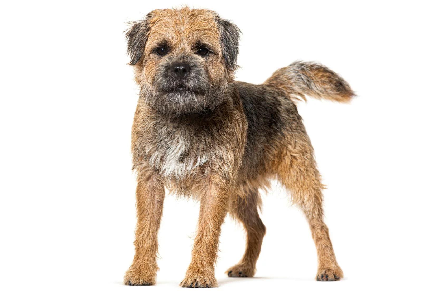 Dog standing on a white background