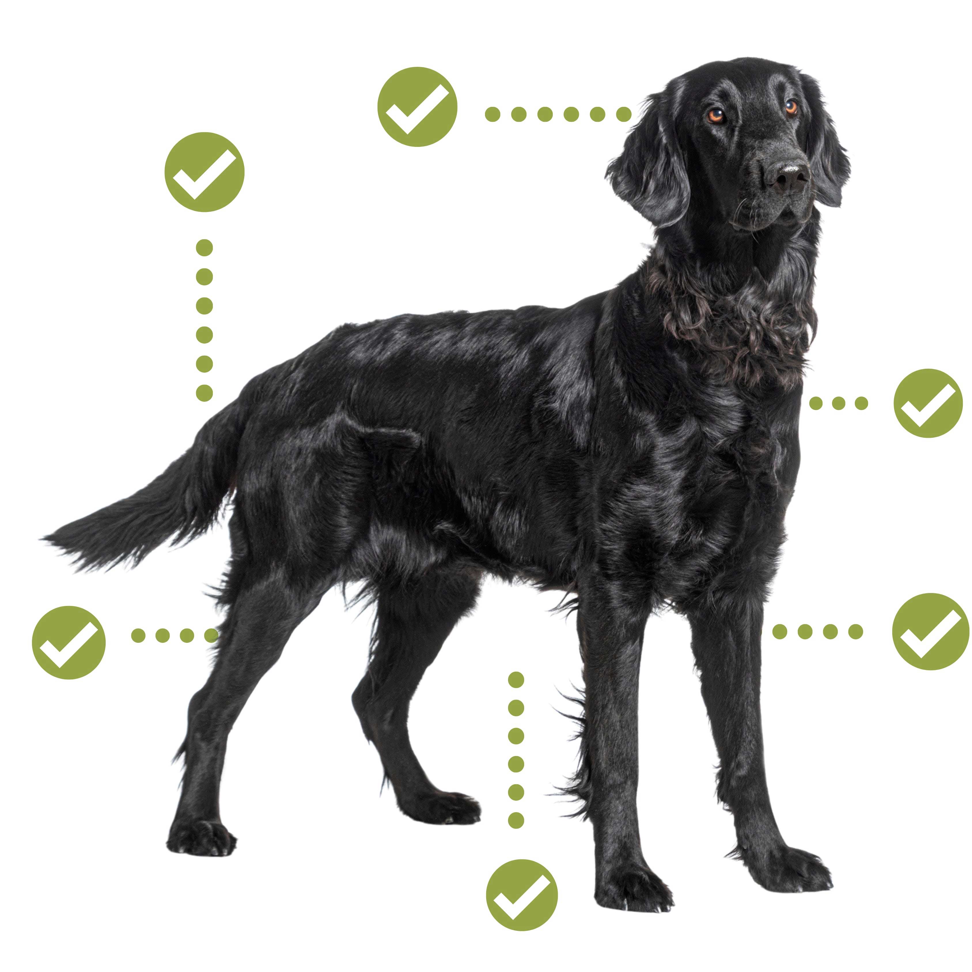 Black flat coated retriever dog with dots and checkmarks pointing to various area of the body