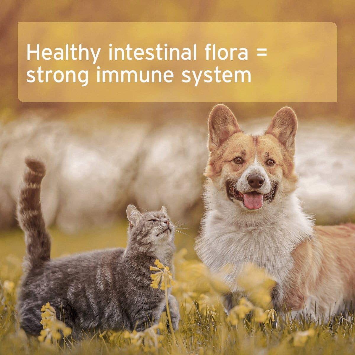 Natural Instinct AniForte® Natural Moor Mud - Supports Digestion and Immune System